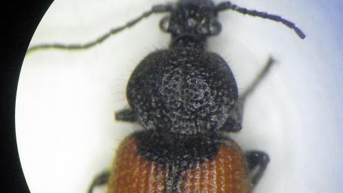 Réf. 274 795 : Panagaeus cruxmajor